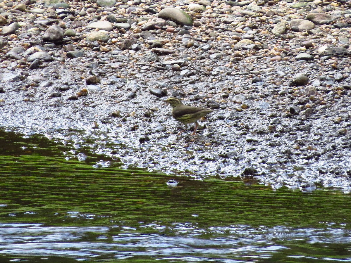 Northern Waterthrush - ML254657491