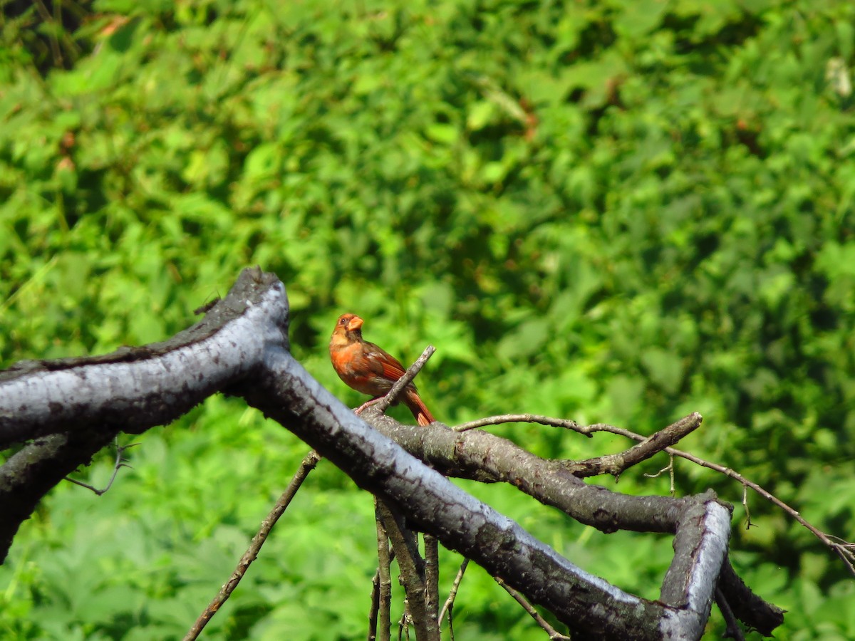 Northern Cardinal - ML254657501