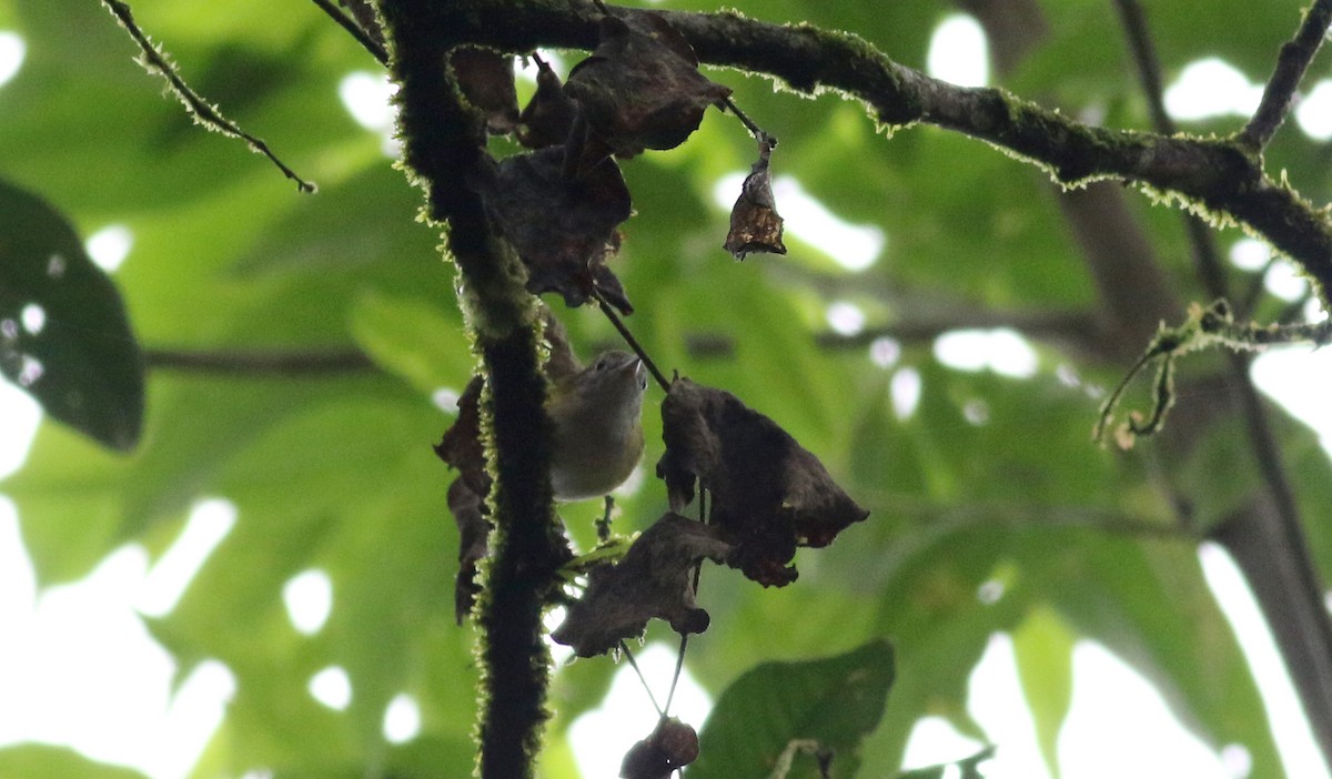 Lesser Greenlet (Gray-headed) - ML25465771