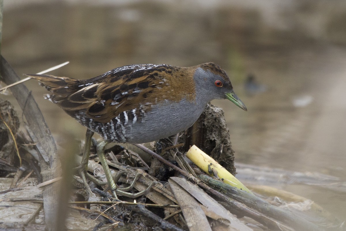 Baillon's Crake - Oscar Thomas