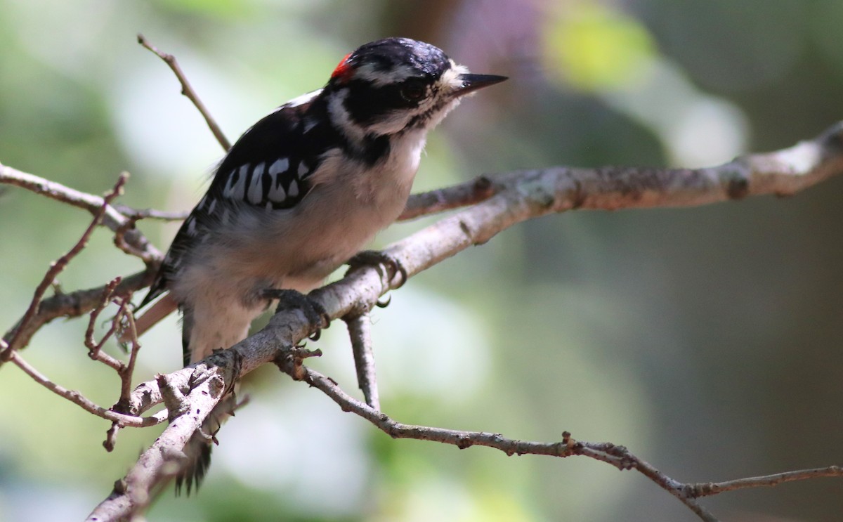 Downy Woodpecker - ML254660721