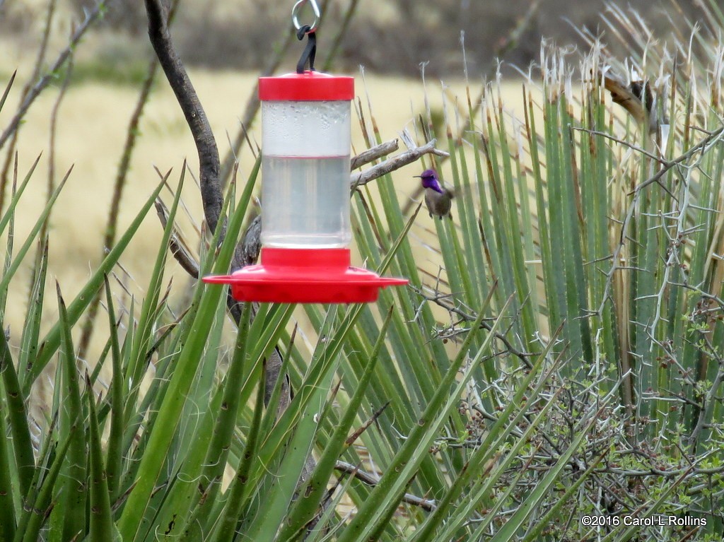 Costa's Hummingbird - ML25466081