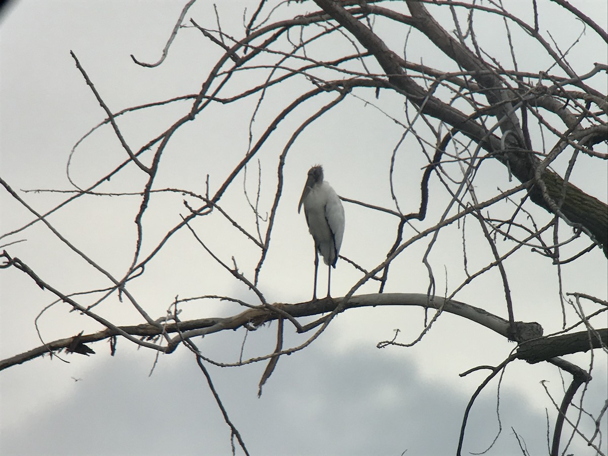 Wood Stork - Daryl Bernard