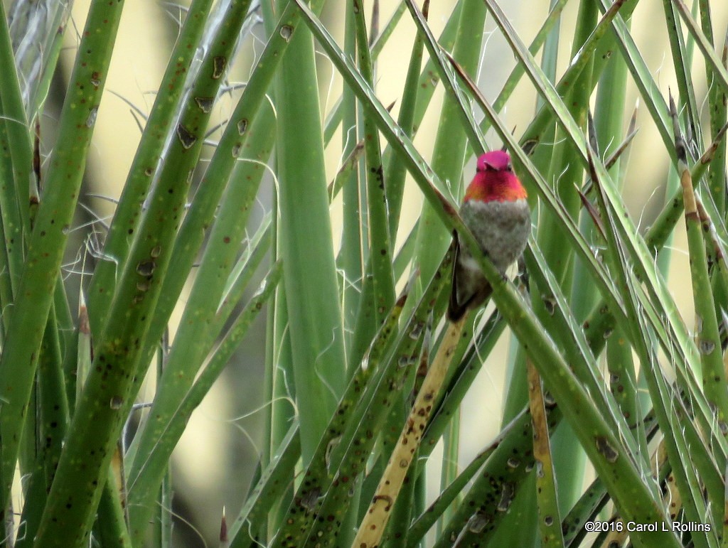 Anna's Hummingbird - ML25466291