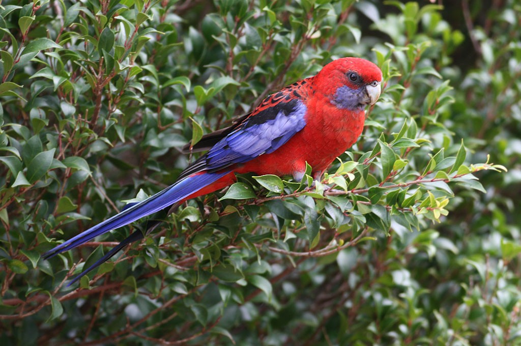 Crimson Rosella - ML254662931