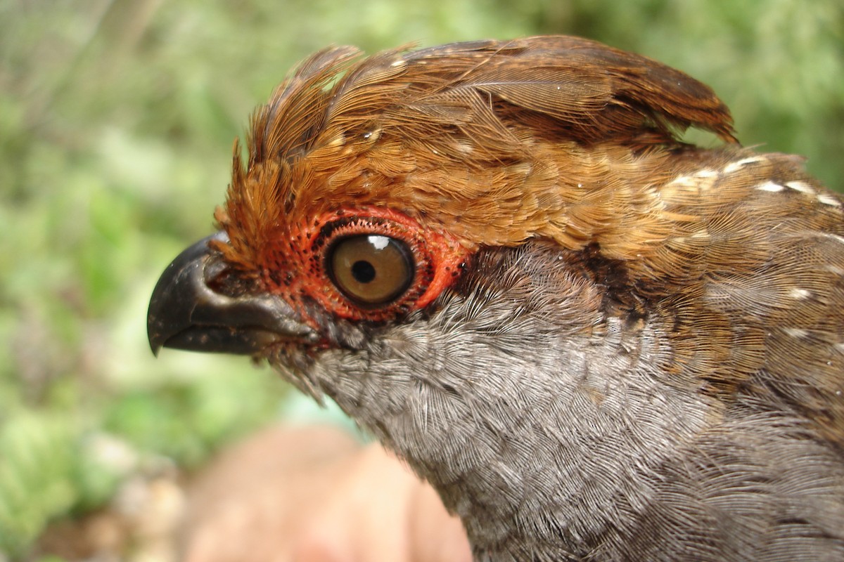 Spot-winged Wood-Quail - Guilherme Lopes