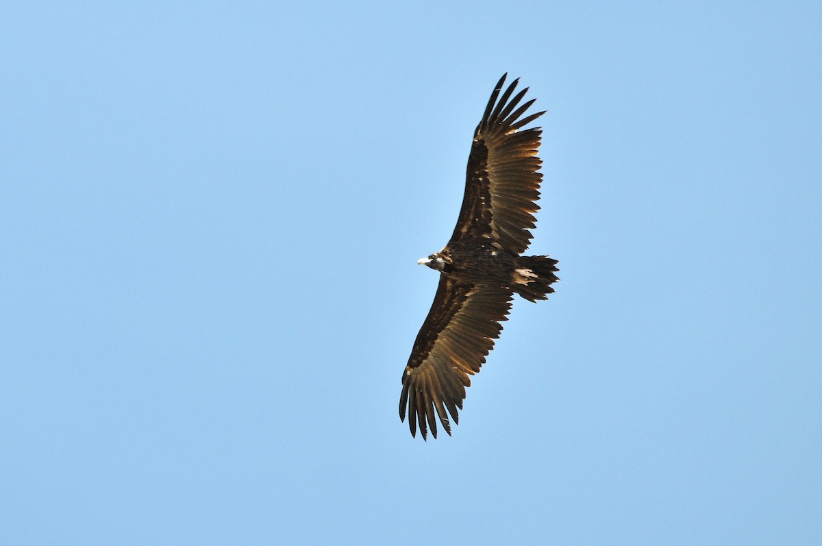 Cinereous Vulture - Antonio Ceballos Barbancho