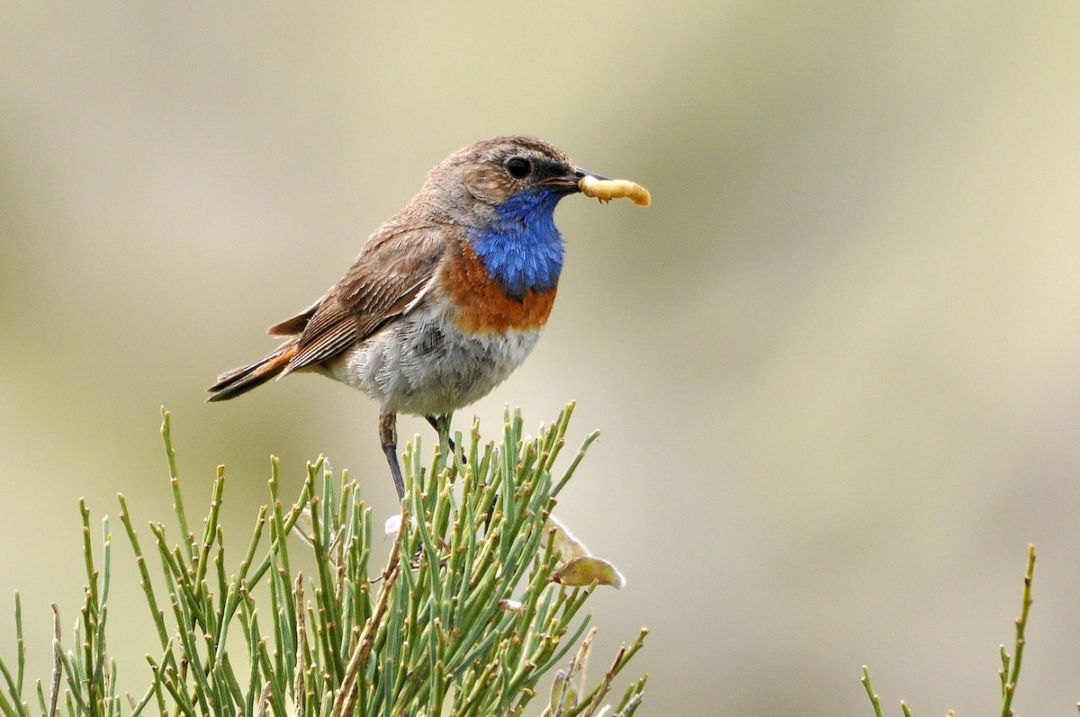 Bluethroat - Antonio Ceballos Barbancho