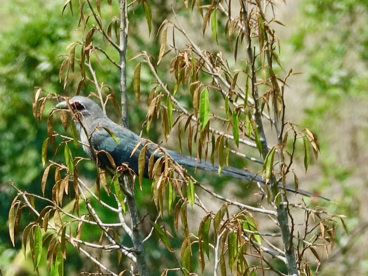 Green-billed Malkoha - ML254665061