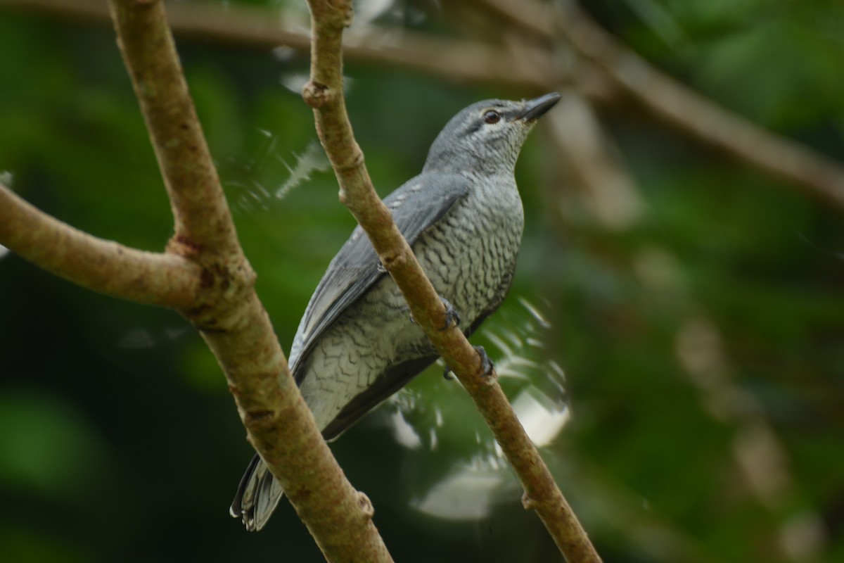 Lesser Cuckooshrike - ML254665701