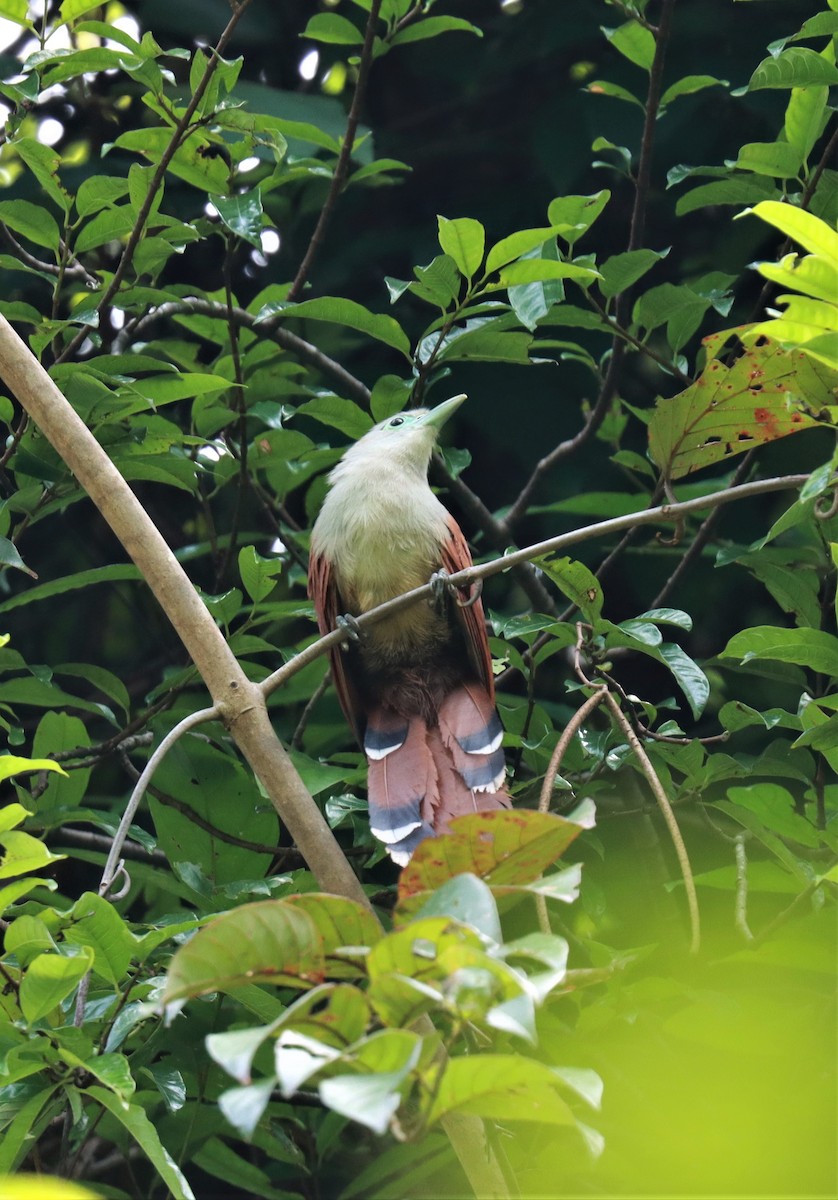 Raffles's Malkoha - ML254665711