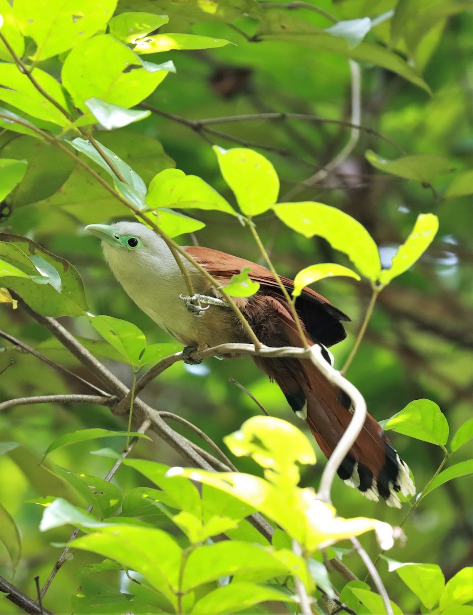 Raffles's Malkoha - ML254665791