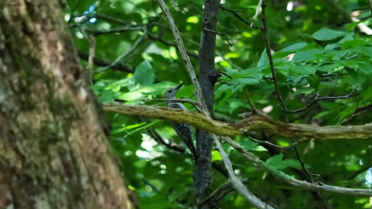 Red-bellied Woodpecker - ML254666811