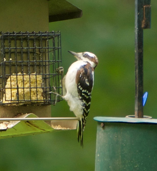 Hairy Woodpecker - ML254667741