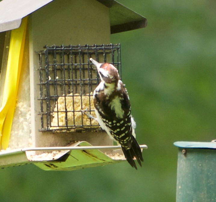 Hairy Woodpecker - ML254667781
