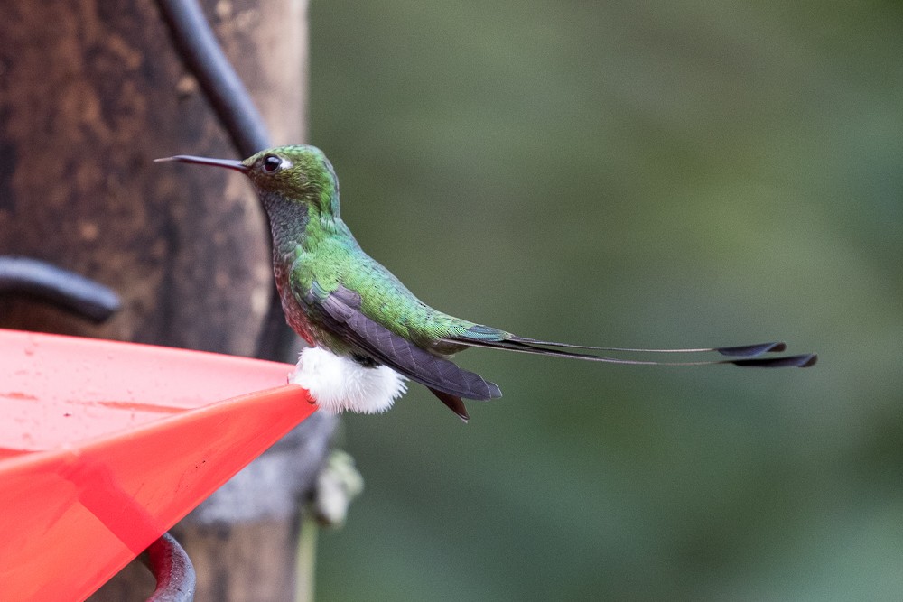 White-booted Racket-tail - Ken Chamberlain