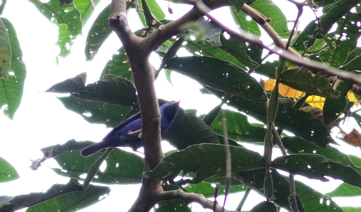 Purple Honeycreeper - ML25466841