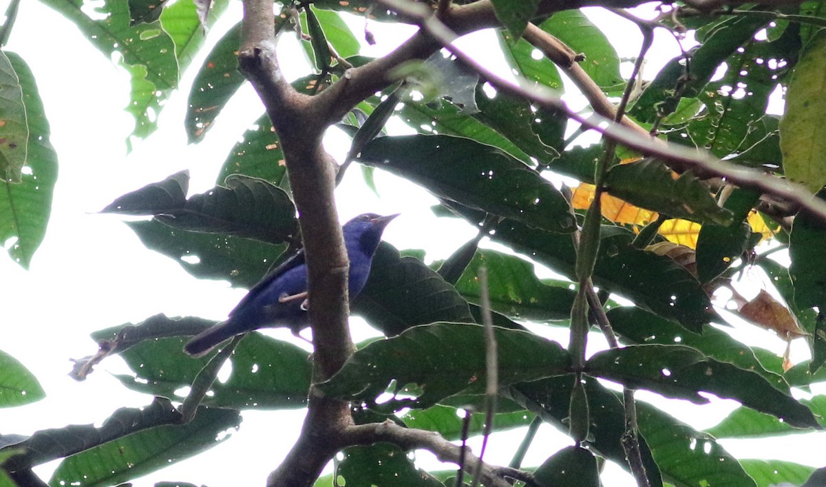 Purple Honeycreeper - ML25466851