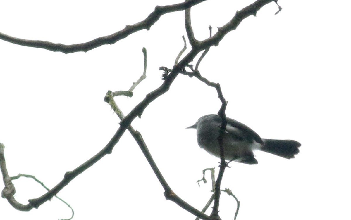 White-browed Gnatcatcher - ML25466871