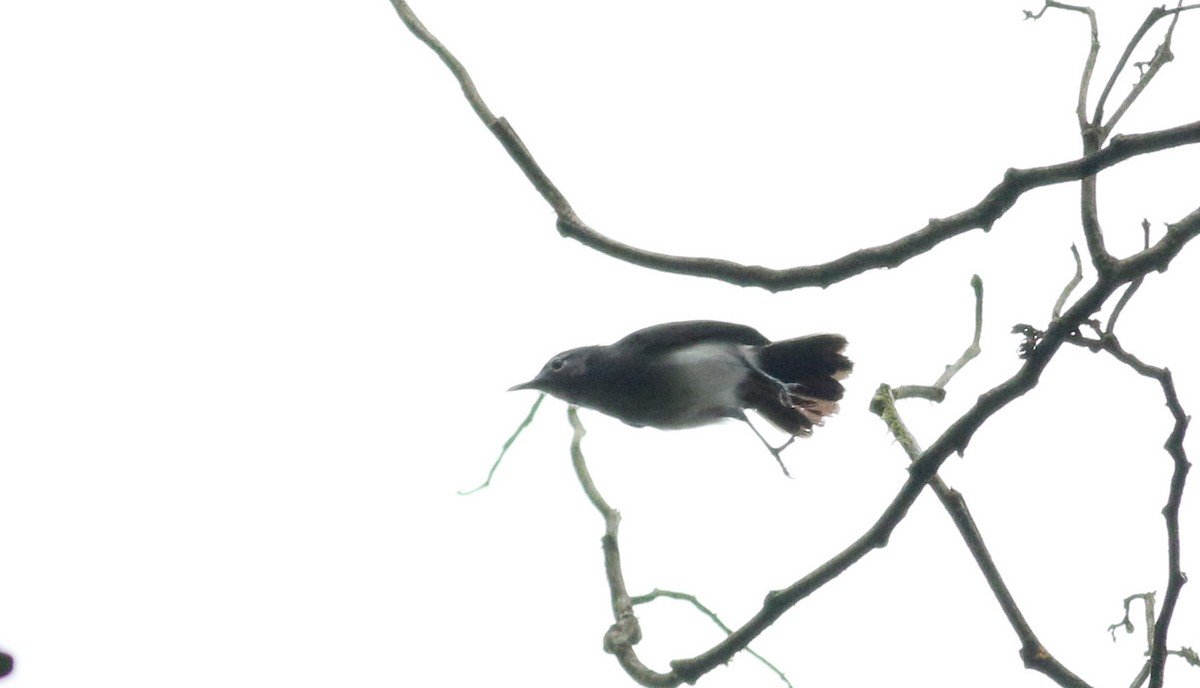 White-browed Gnatcatcher - ML25466891