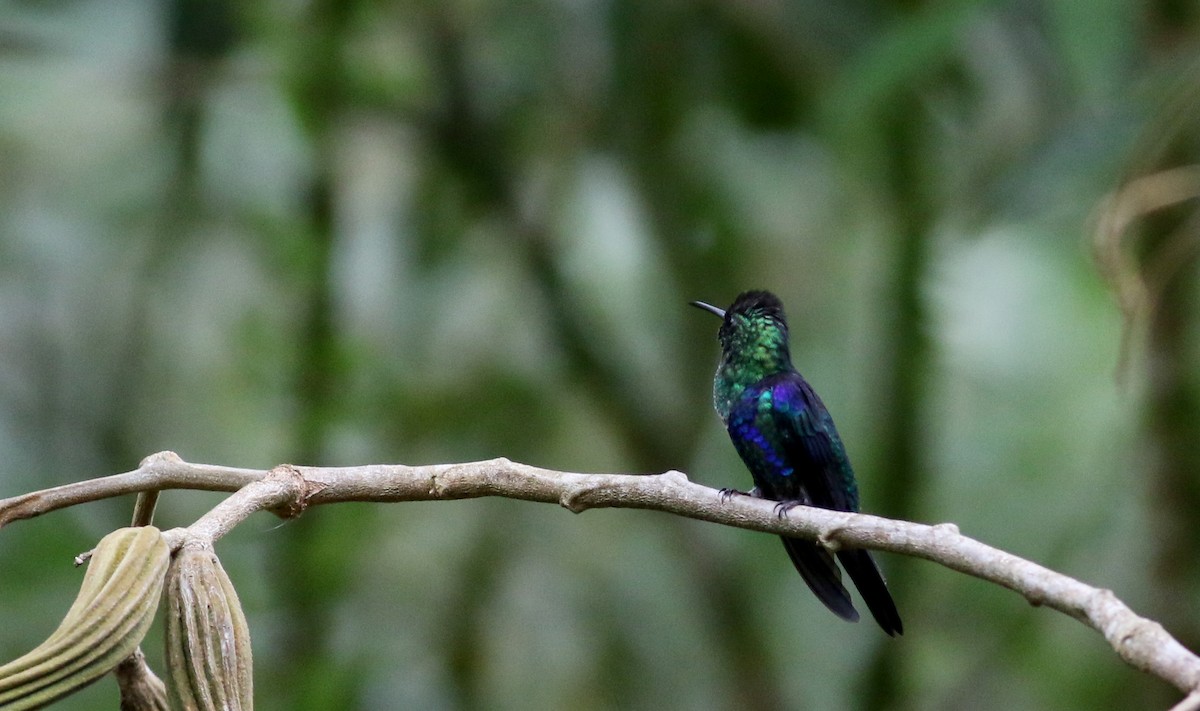 Crowned Woodnymph (Green-crowned) - ML25466951