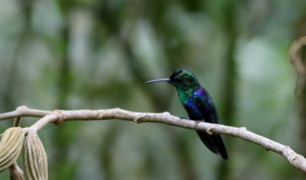 Crowned Woodnymph (Green-crowned) - ML25466961