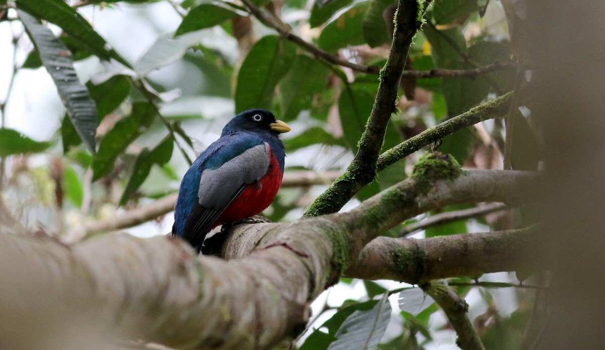 Blue-tailed Trogon - ML25467011