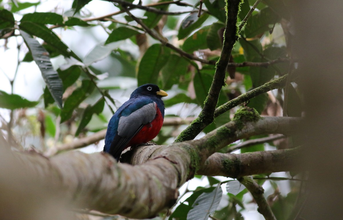 Blue-tailed Trogon - ML25467031