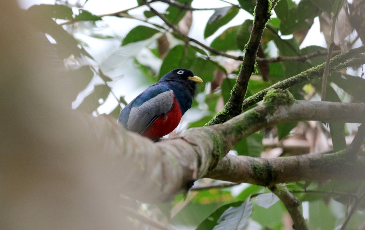 Blue-tailed Trogon - ML25467041