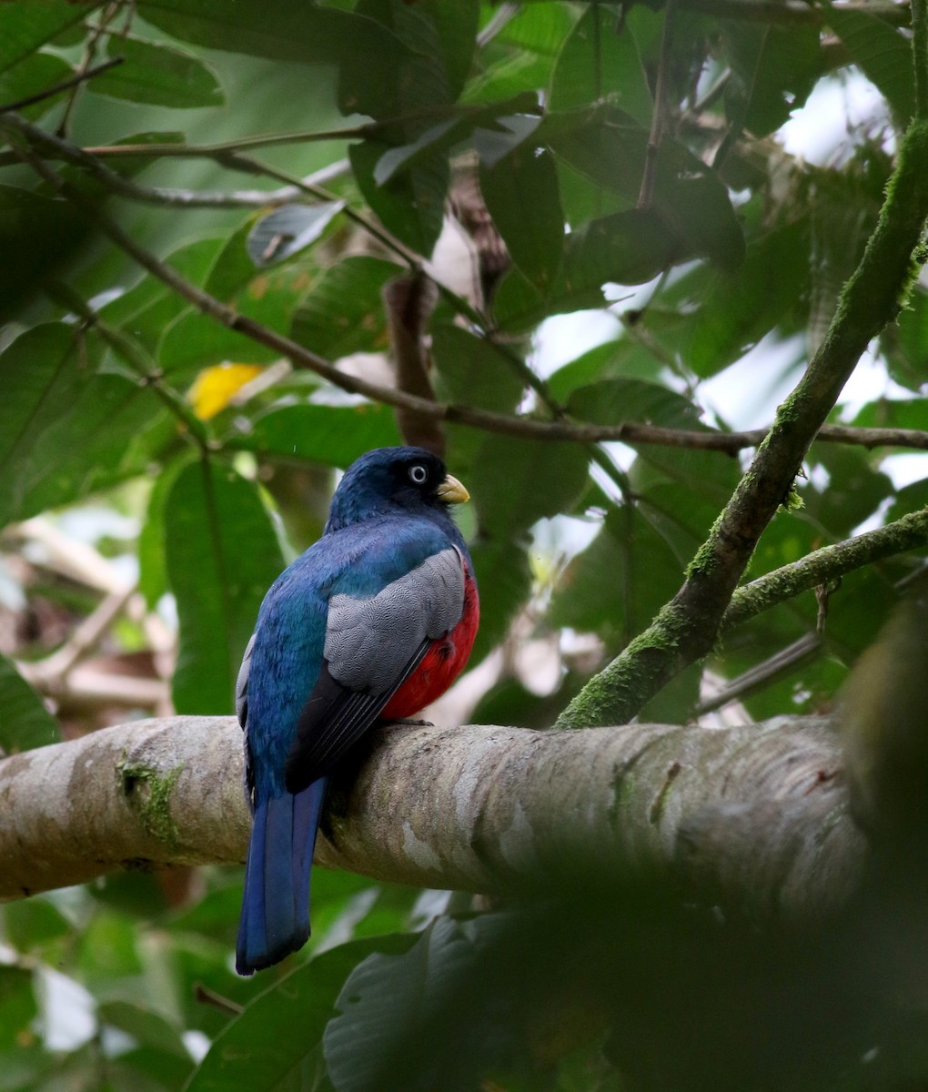 Blue-tailed Trogon - ML25467111