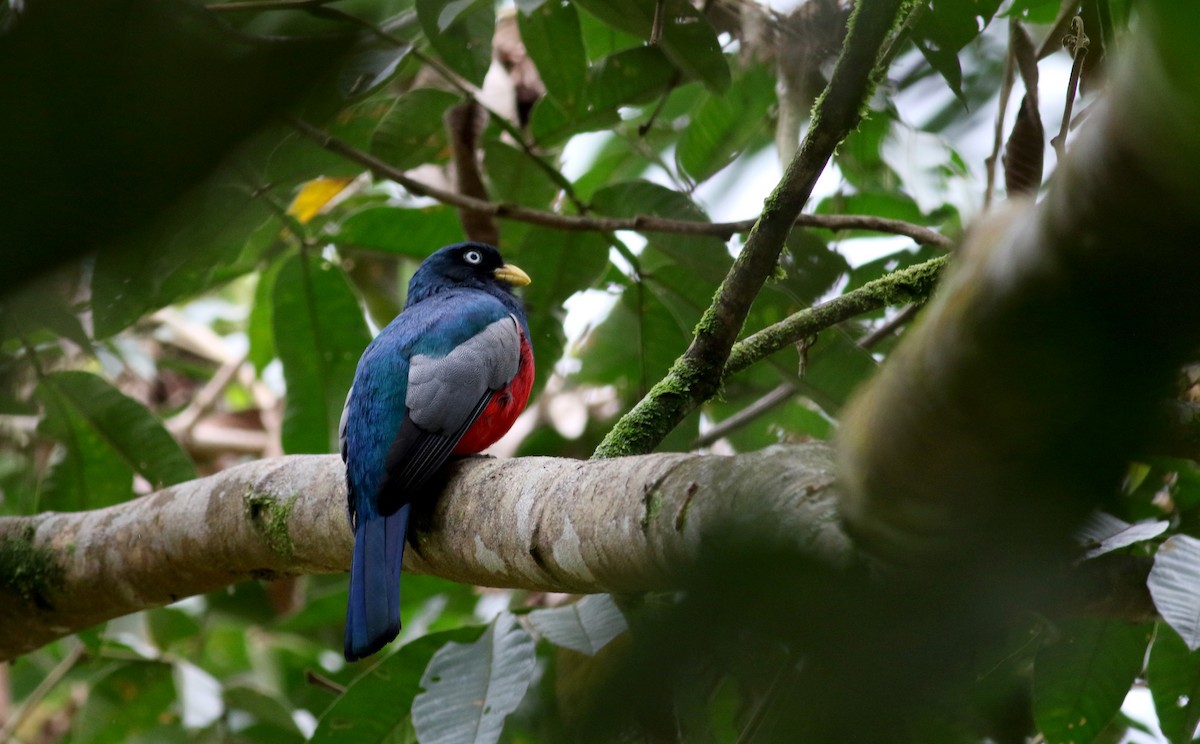 Blue-tailed Trogon - ML25467121