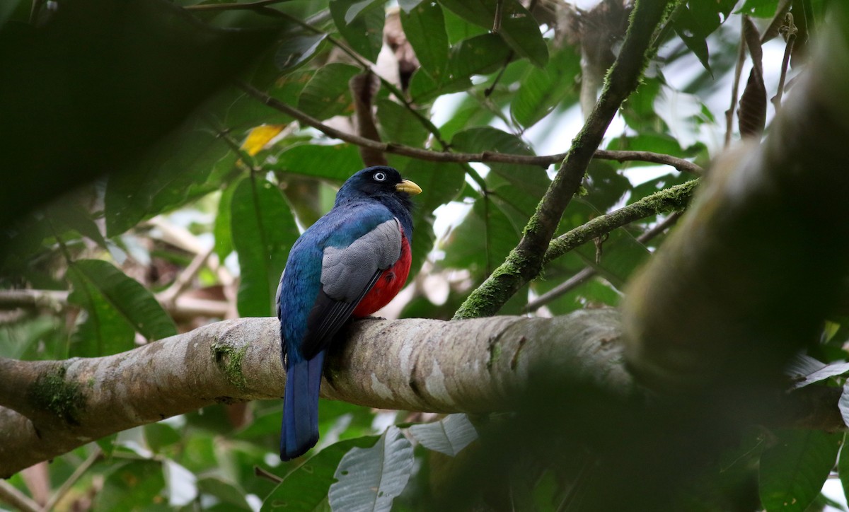 Blue-tailed Trogon - ML25467141