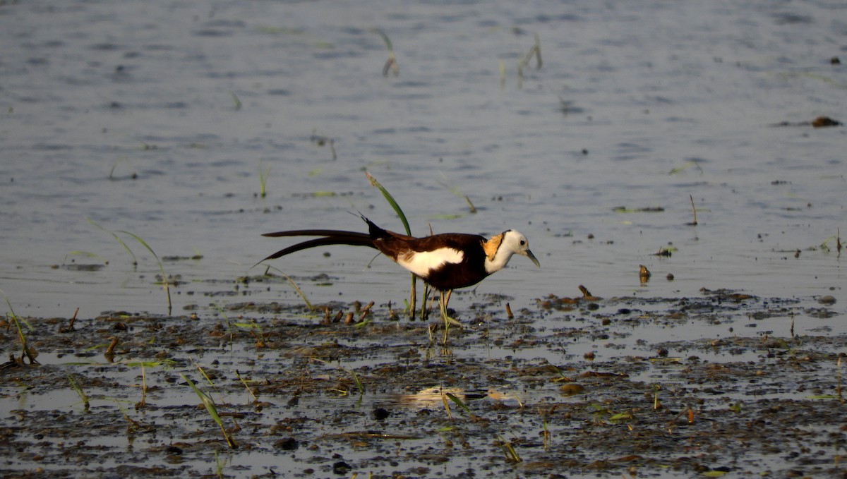 Pheasant-tailed Jacana - Vishal Mistry