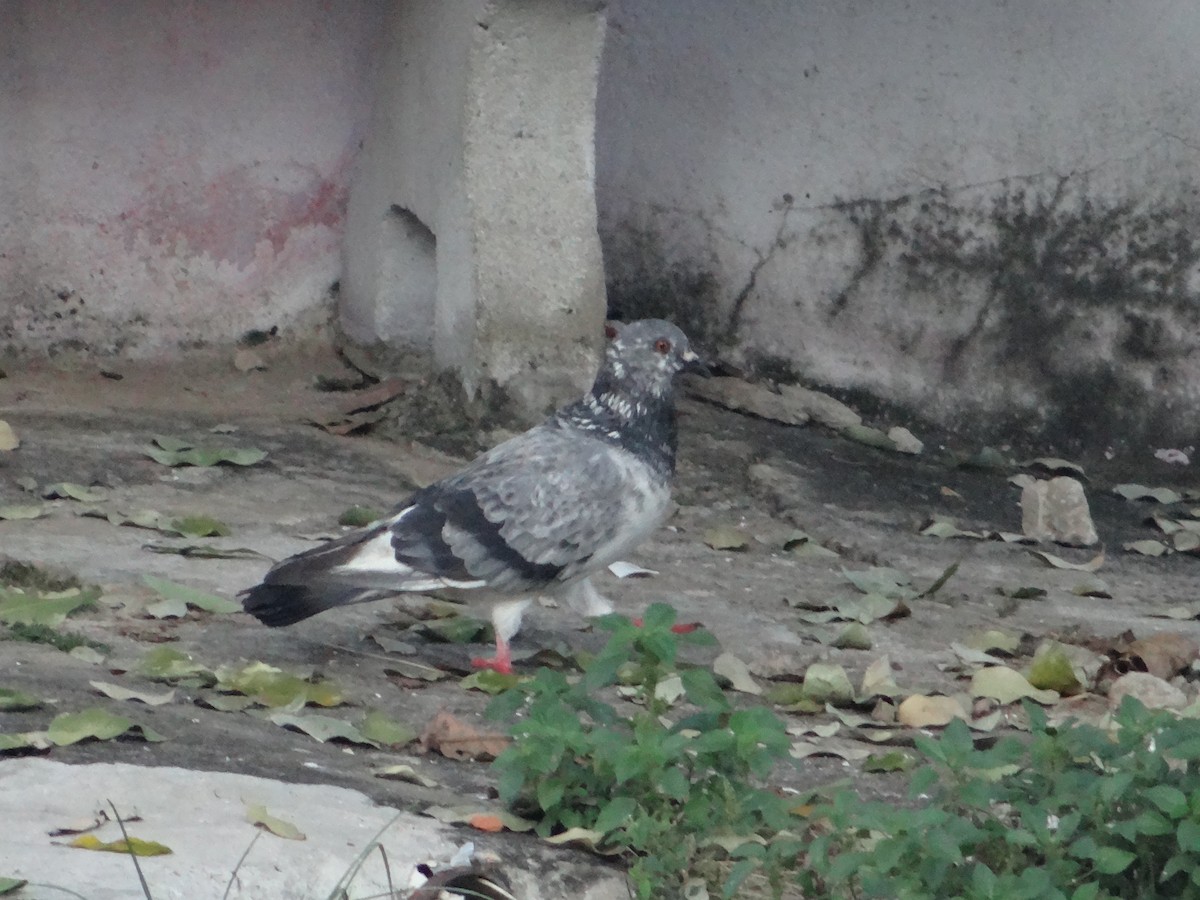 Rock Pigeon (Feral Pigeon) - ML254672621