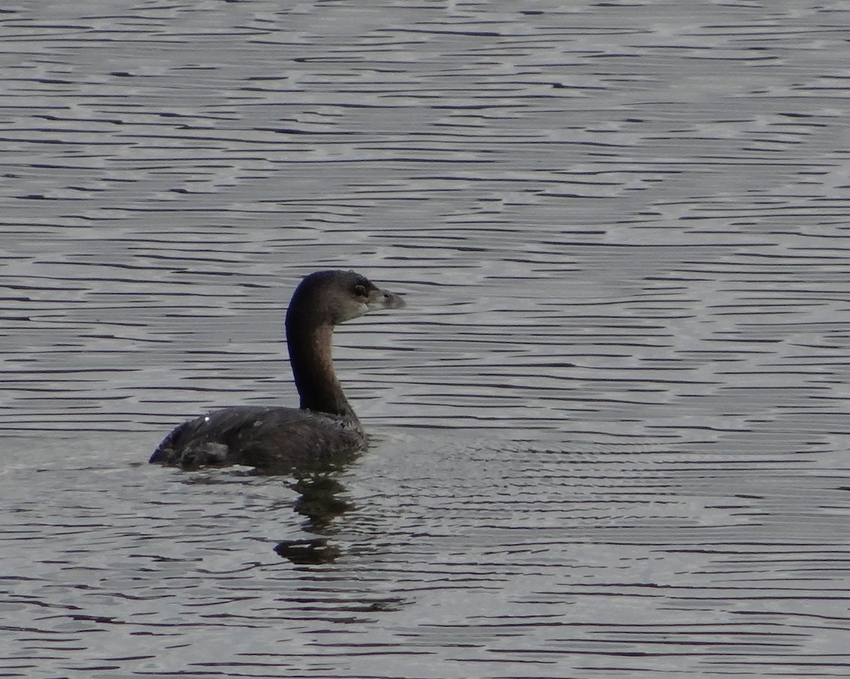 Pied-billed Grebe - ML254672811