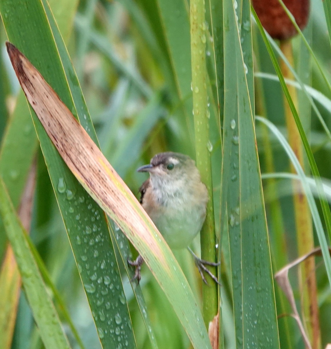 Marsh Wren - ML254672951