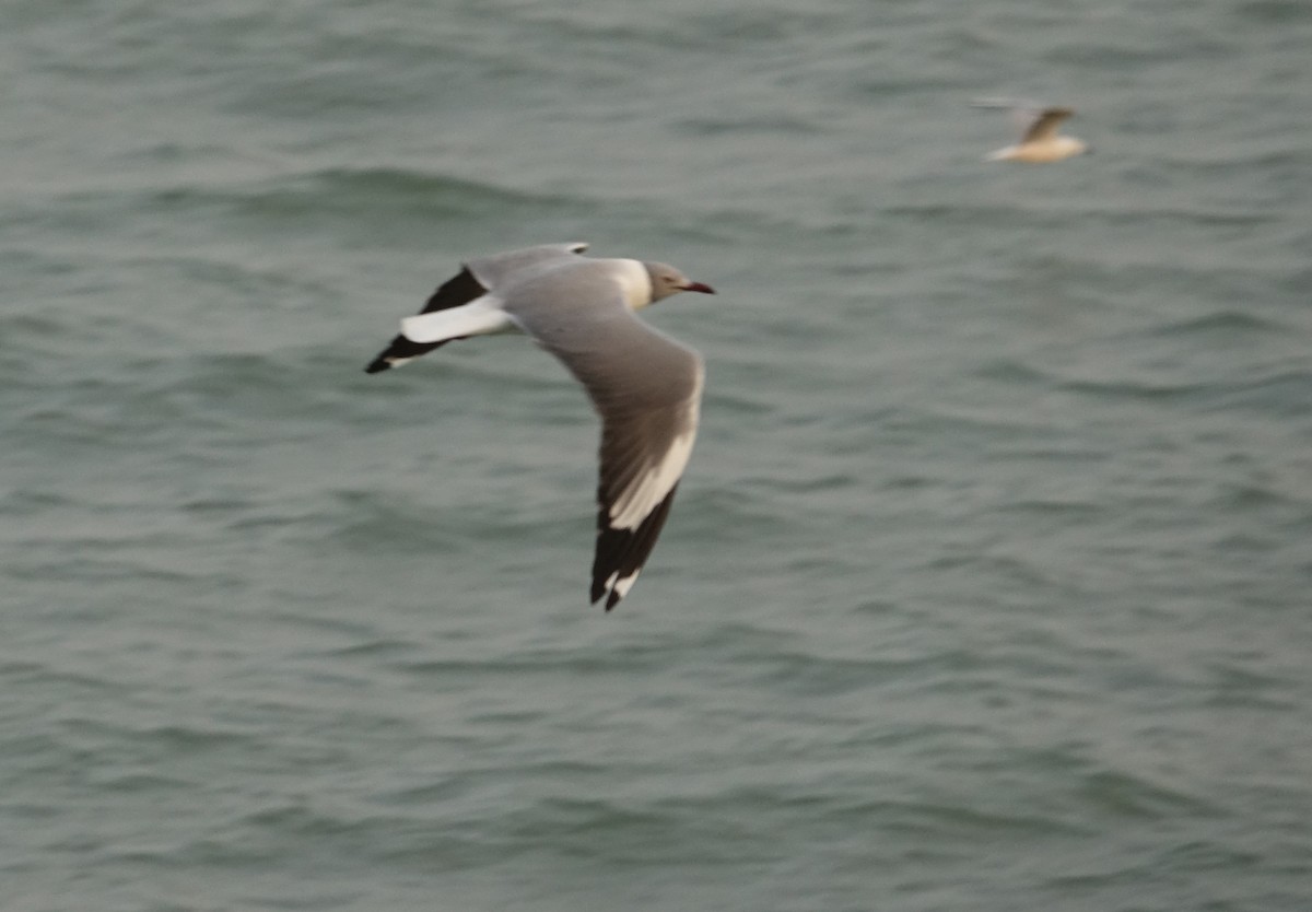 Gray-hooded Gull - ML254672971
