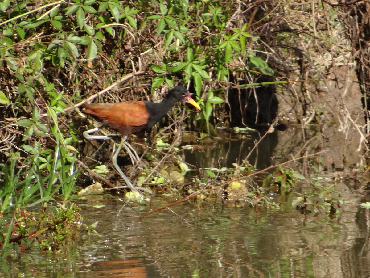 Wattled Jacana - ML254673111