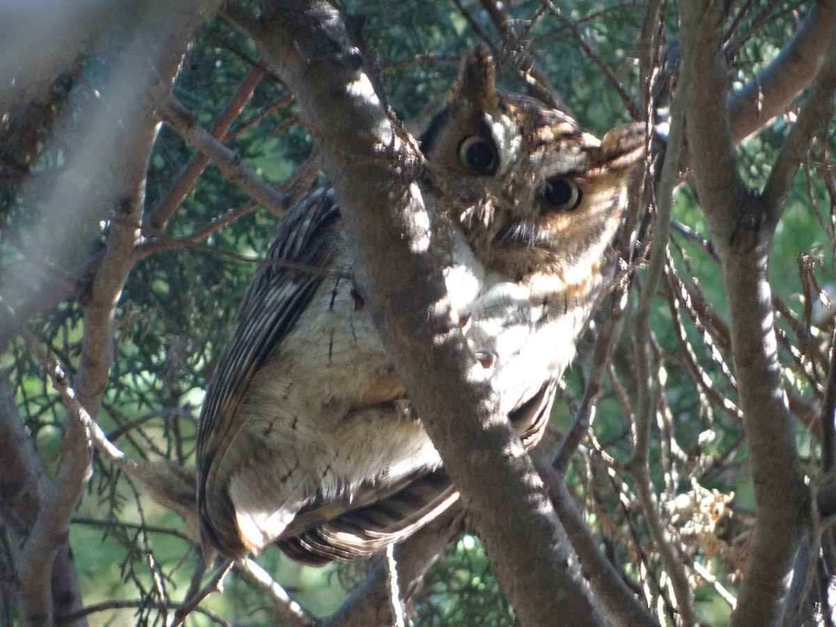 Tropical Screech-Owl - ML254673431