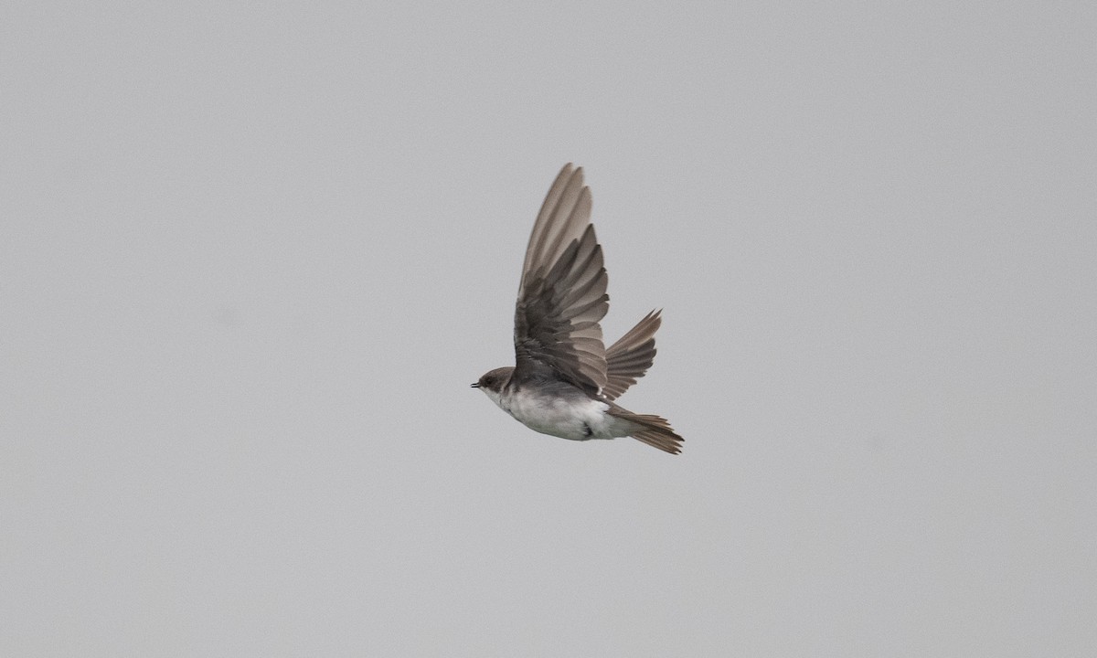 Tree Swallow - Brian Sullivan