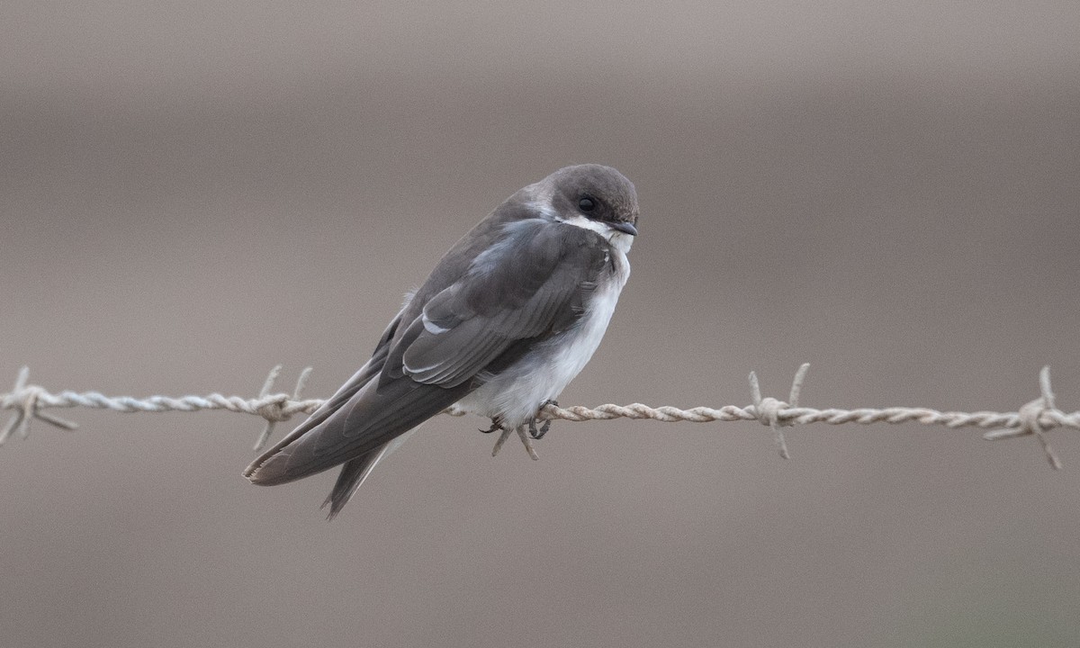 Tree Swallow - Brian Sullivan