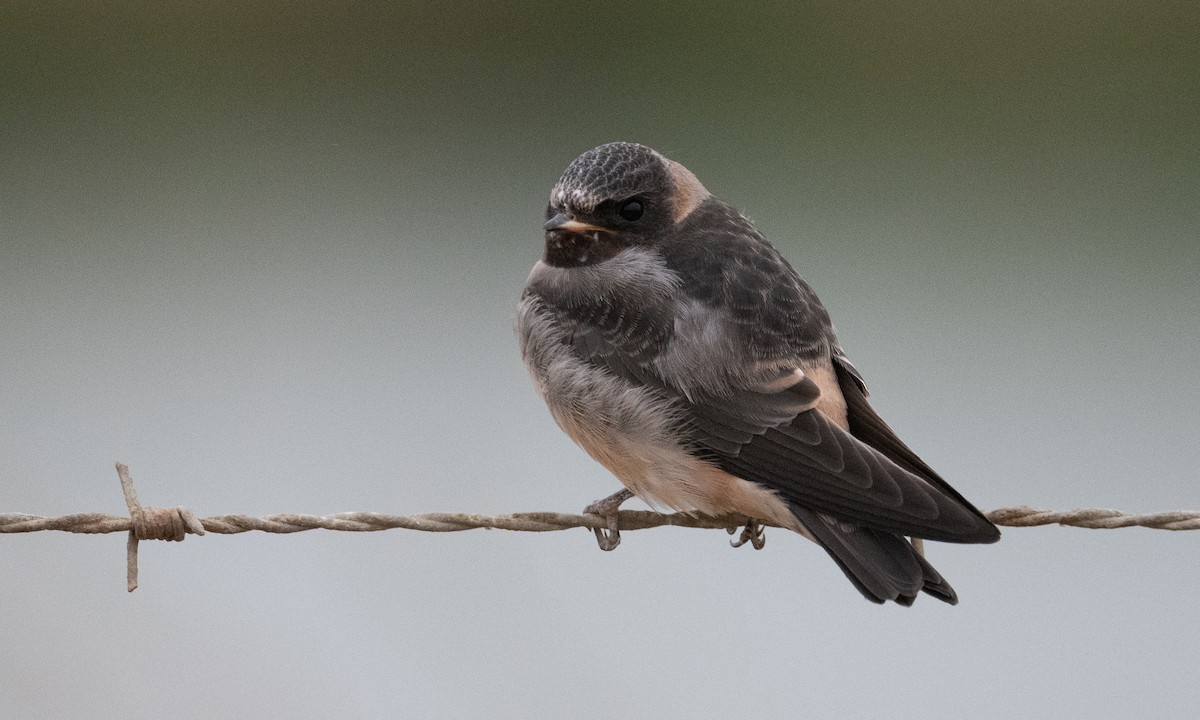 Cliff Swallow (pyrrhonota Group) - Brian Sullivan