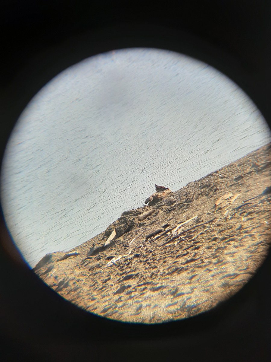 Ruddy Turnstone - ML254674951