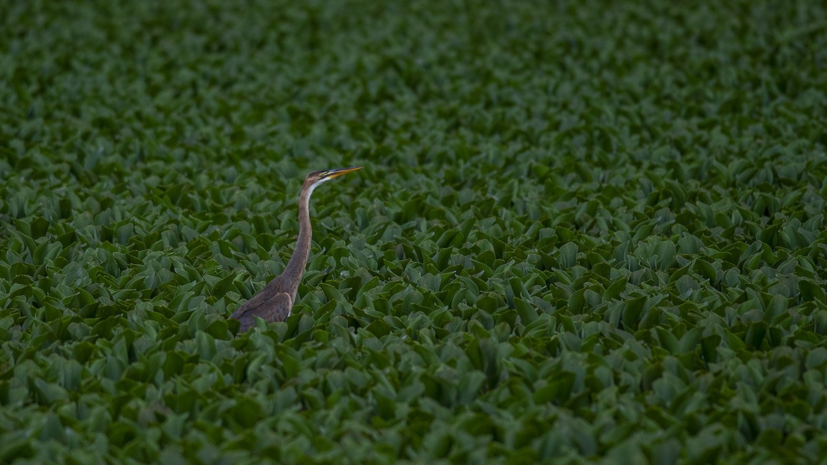 Purple Heron - Vaidehi  Gunjal