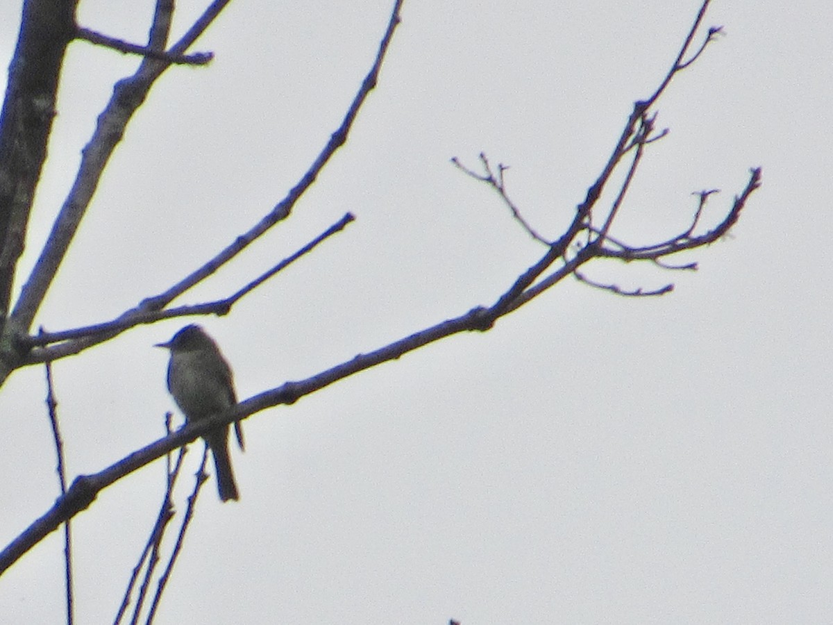 Eastern Wood-Pewee - ML254676121