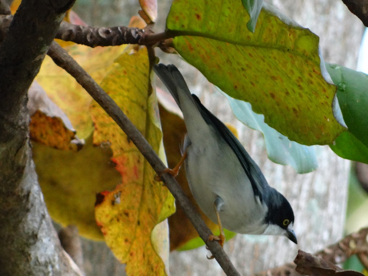 Hooded Tanager - ML254676311