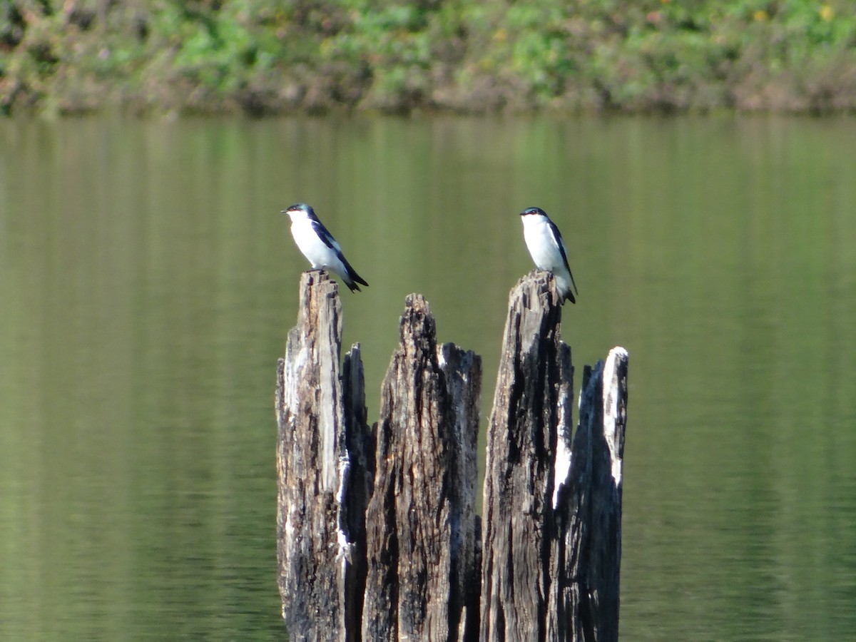 White-winged Swallow - ML254677971