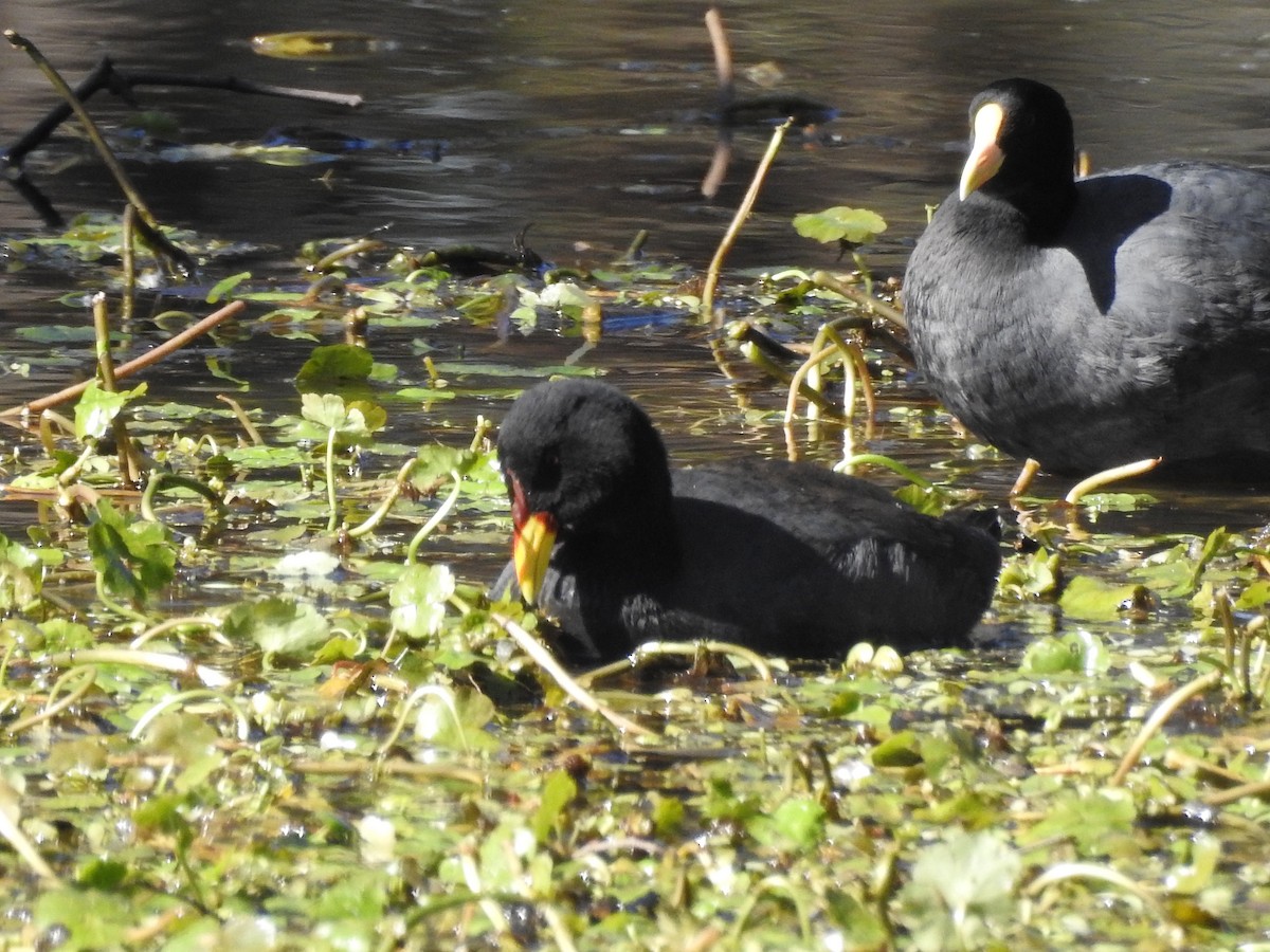 Red-fronted Coot - ML254678221