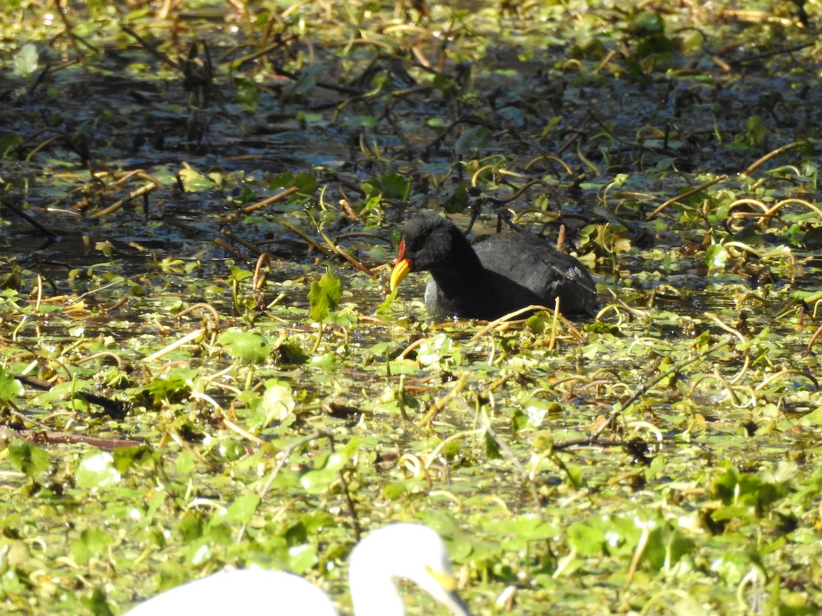 Red-fronted Coot - ML254678331