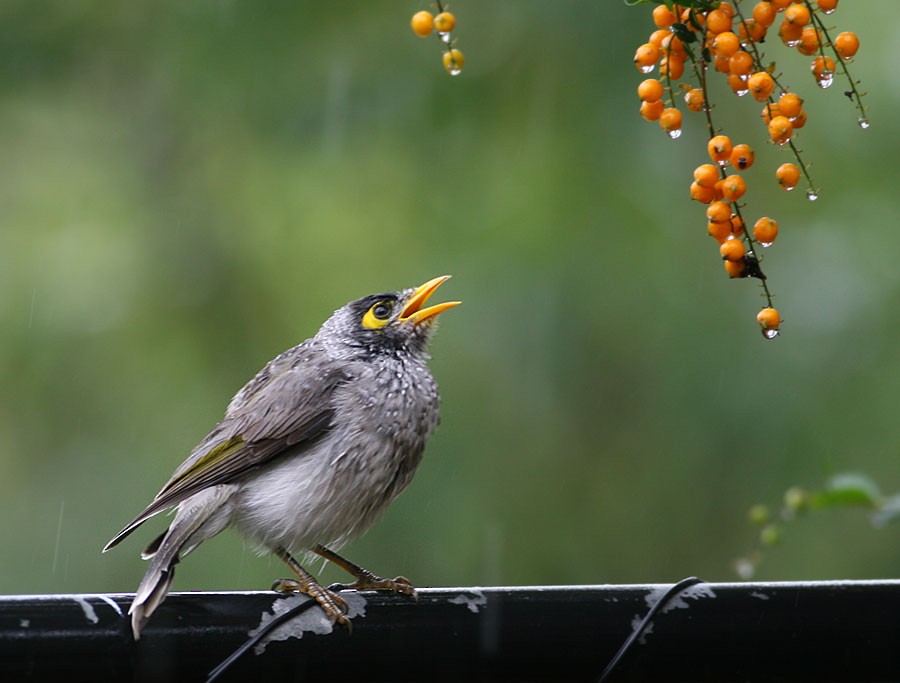 Noisy Miner - Peter Ericsson